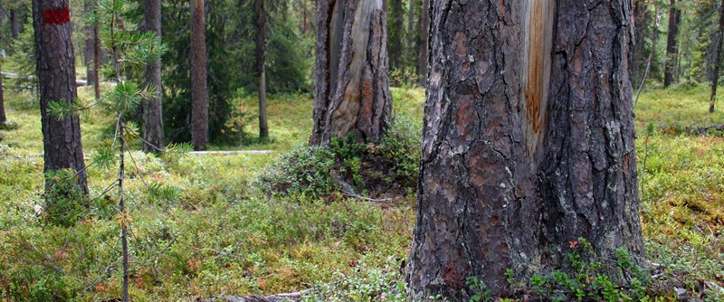 Gammeltallar i naturreservatet Norrdal