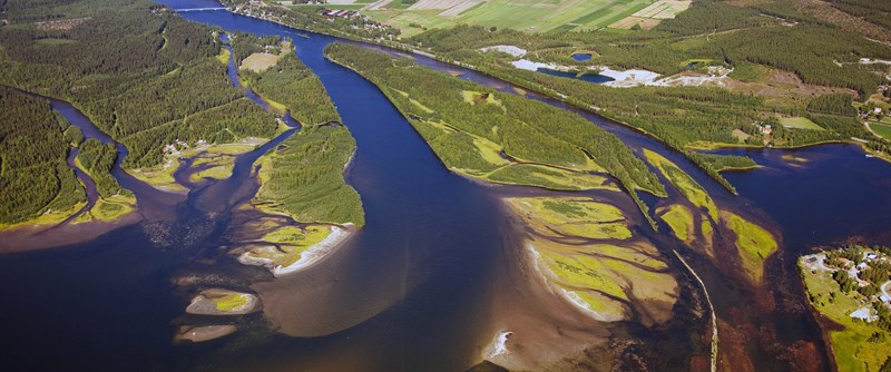 Piteälvens utlopp i Svensbyfjärden bildar ett delta