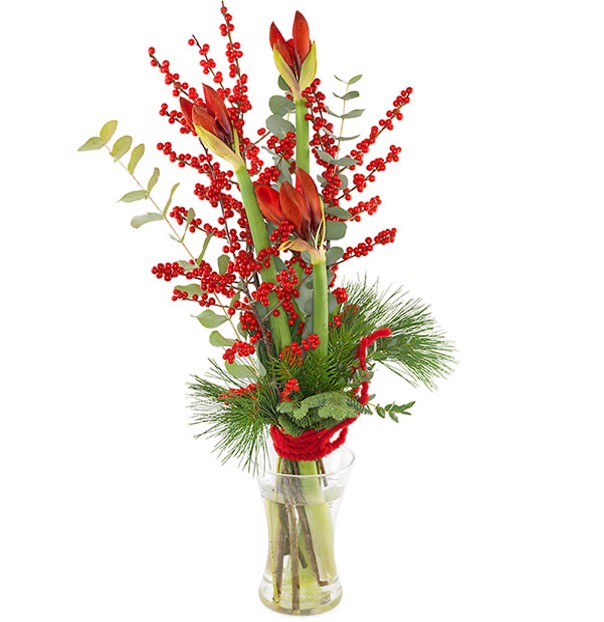 Amaryllis Bild på ett jularrangemang med amaryllis, omgiven av kvistar