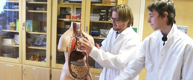 Elever undersöker en modell av människokroppens inre organ.
