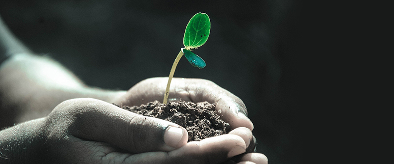 Du kastar väl inte bort det som är guld värt - foto på en händer som håller i en liten planta