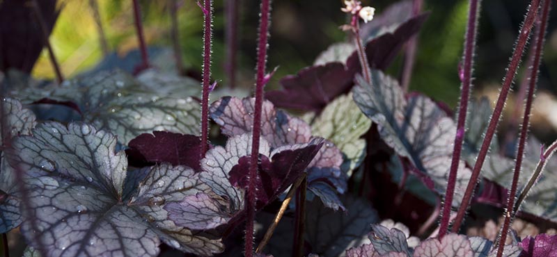 Närbild på perenn Heuchera i Bergets park.