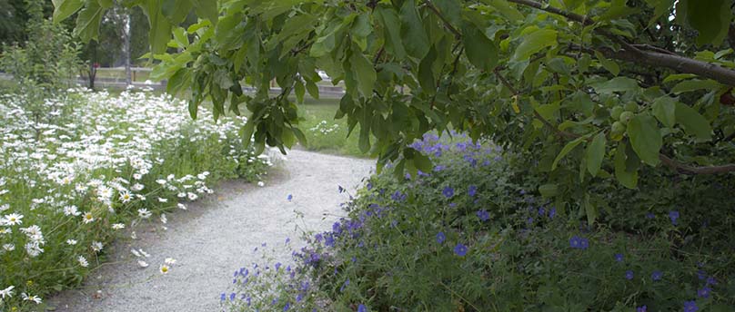 Lummigt i Fruktparken där grusstig slingrar sig fram.