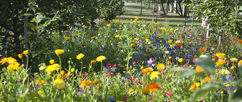 Närbild av sommarblommor med fruktträd i bakgrunden,.