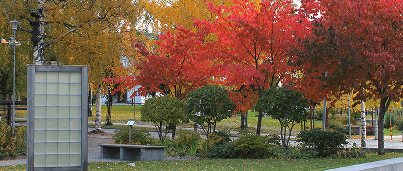 Bergskörsbär har vacker rödfärgade blad under hösten.