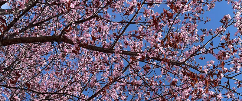 Bergskörsbär blommar i rosa på våren.