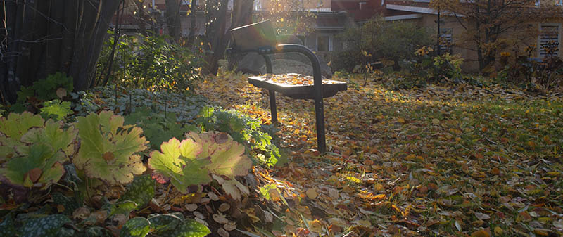 Vy över del av Källboparken med höstlöv på marken.