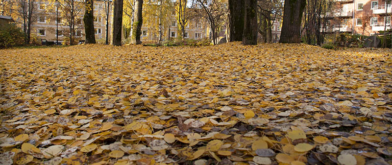 Höstlöv täcker marken i parken.