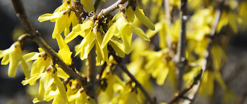 Forsythia som blommar gult.