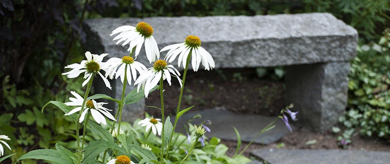 Närbild av blommande Solhatt med stenbänk i bakgrunden.