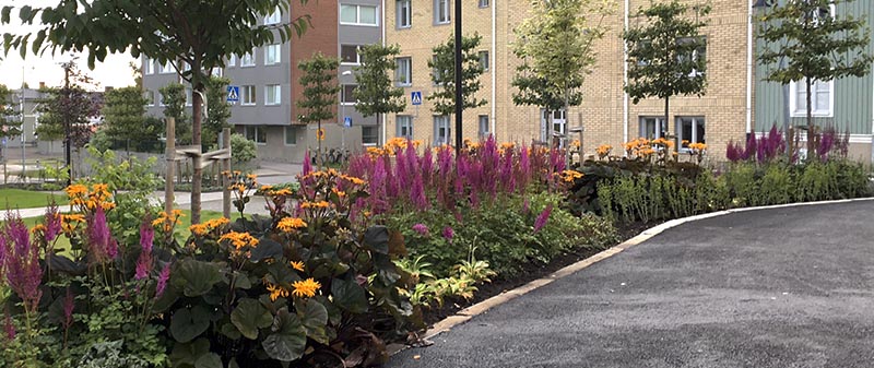 Perennrabatt i förgrunden och vy över parken.