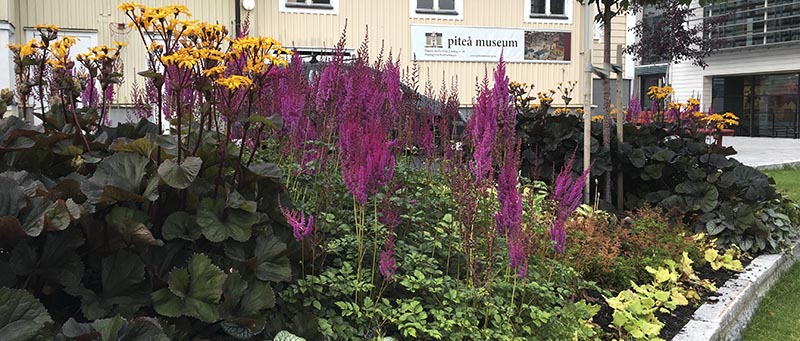 Perennrabatt med lila och gula blommor med olika nyanser av gröna blad och stammar.