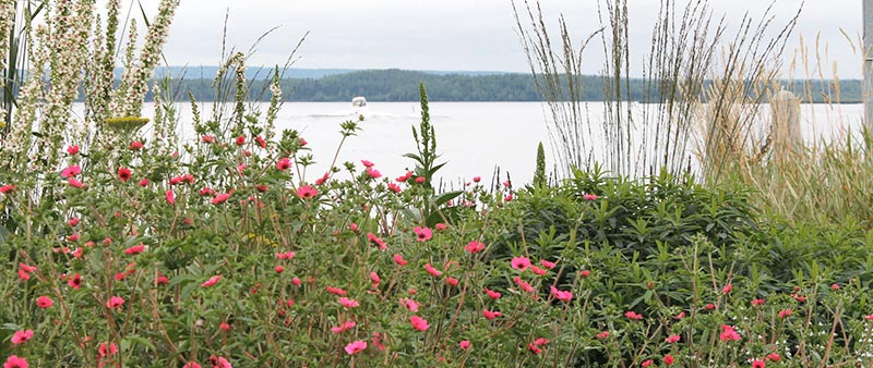 Närbild över del av rabatt där prydnadsgräs blandas  med blommande perenner.