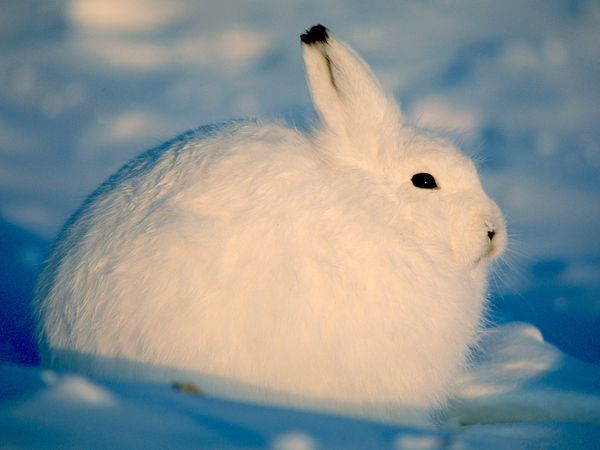 Arctic hare a white Arctic hare curled up in the snow