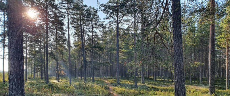 Sveaskog  kommer att genomföra skogsvårdsåtgärder på ett antal skogsområden som Piteå kommun äger.
