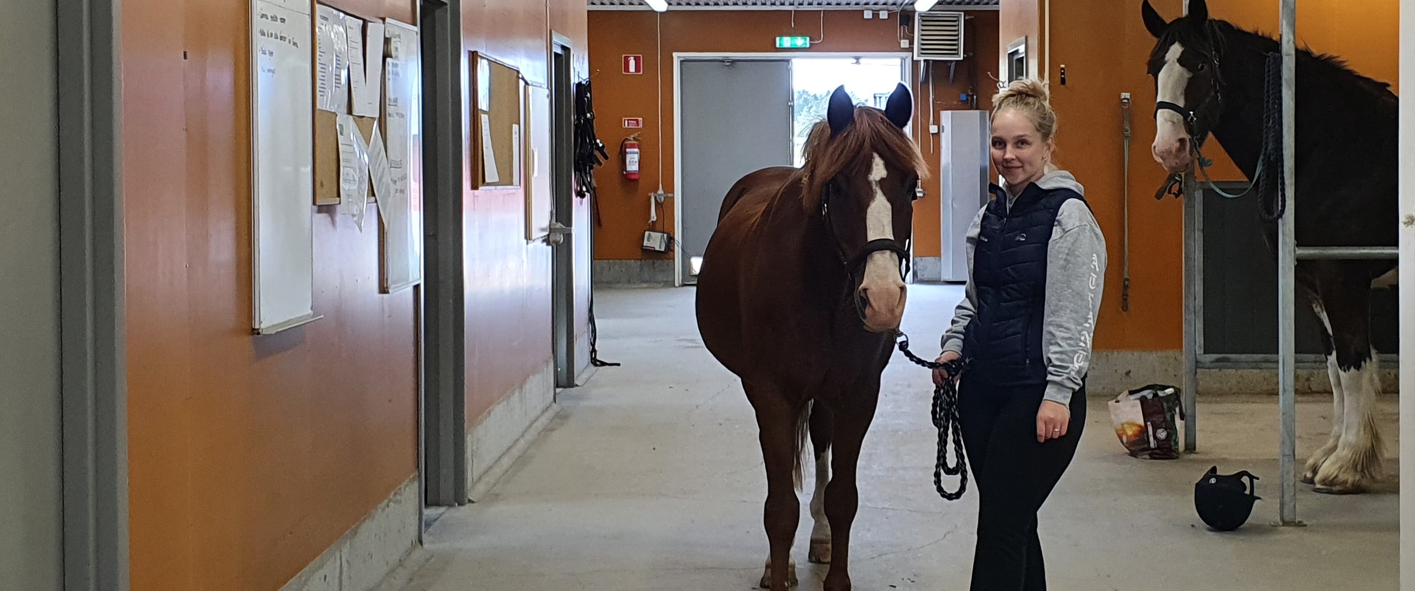 I Grans häststall finns också platser att hyra för elevhästar