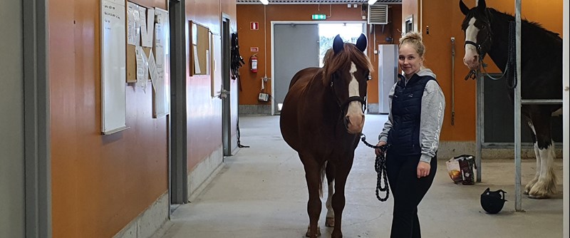 I Grans häststall finns också platser att hyra för elevhästar