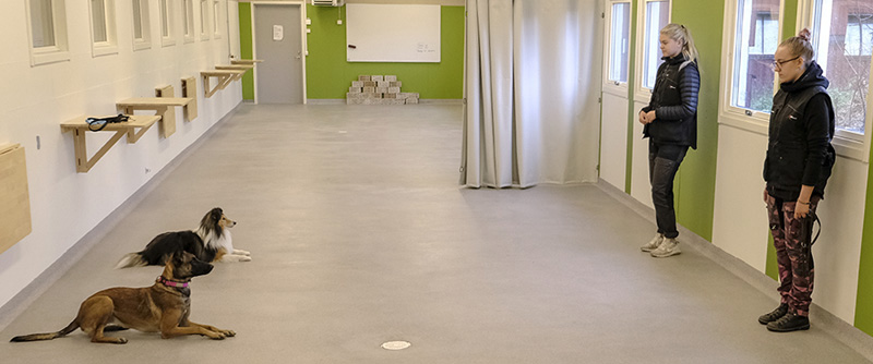 I vårt hundstall finns lämpliga hundar som du får träna med. 