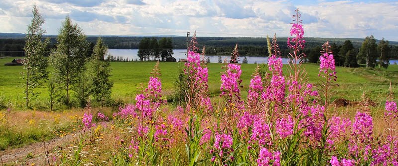 I Åträsk finns ett rikt friluftsliv, fiskevatten och orörd natur både sommar som vinter. 