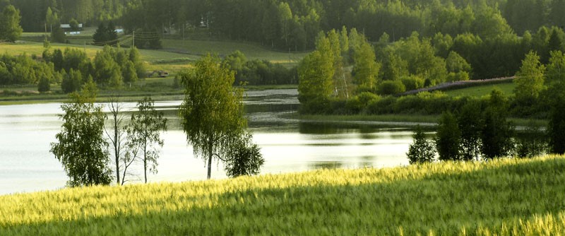 Försommaräng i Bodsjön
