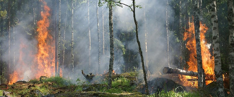 Från torsdag den 17 juli klockan 8 råder eldningsförbud i Norrbotten.