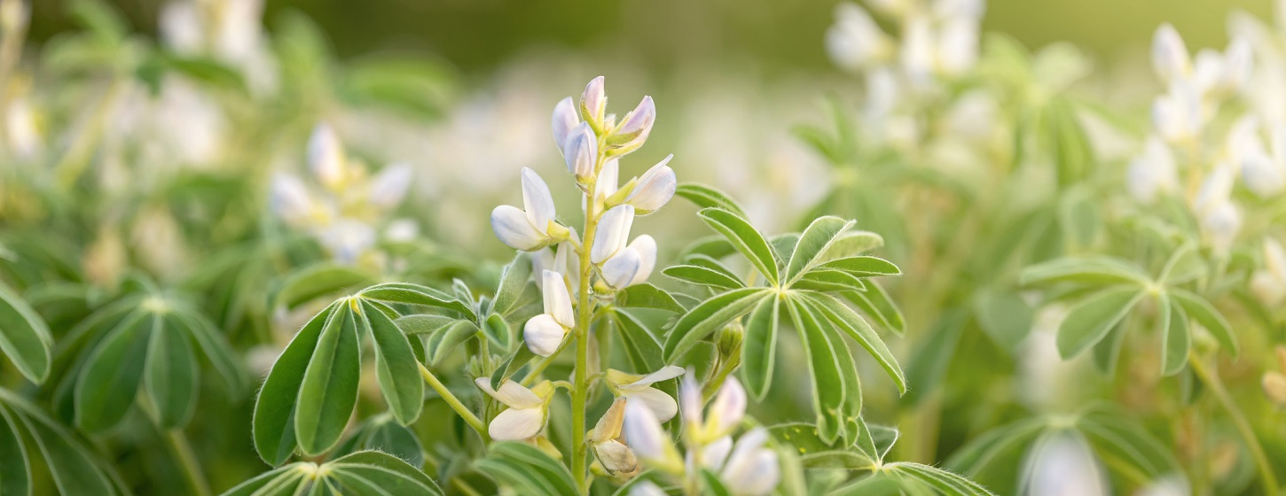 Blomma och växtlighet