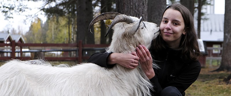 I Granparken finns lantraser som exempelvis getter, får och höns.