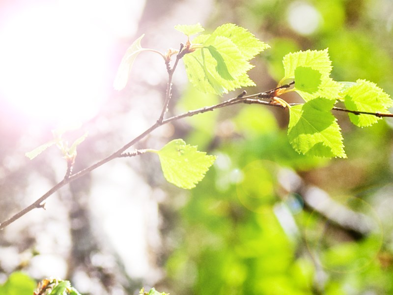 Program för dagen, studentflaksinformation med mera