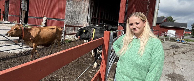 Piteå kommuns kommunalråd Kata Nilsson fick träffa några av skolans kor som valt att hålla sig nära ladugården i stället för att vara ute på ängarna.