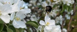 Blommande vägrener ska gynna viktiga pollinatörer