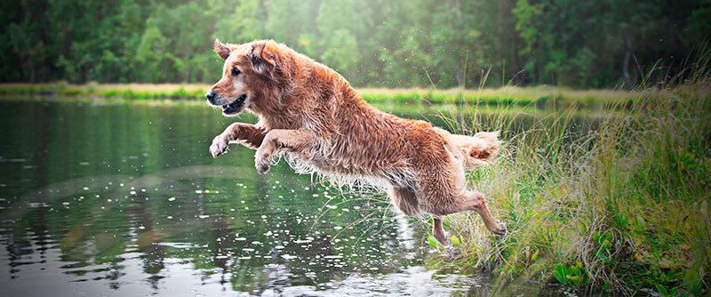 Använt sunt förnuft när du låter din hund bada i sommar.