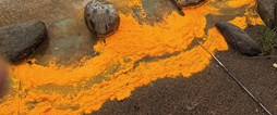 Vid Harrbäcksfjärden syntes en orange massa längs strandkanten i förra veckan.