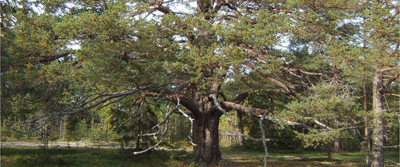 Reveltallen - Skogen är viktig för det rörliga friluftslivet, biologiska mångfalden, miljön och hälsan.
