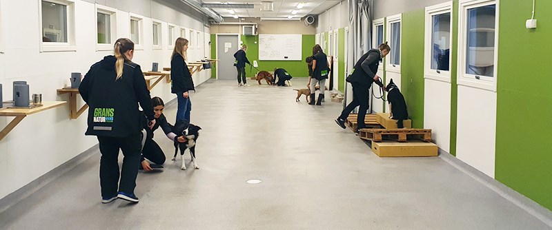 I vårt hundstall finns lämpliga hundar som du får träna med som tex här i övningslokalen.