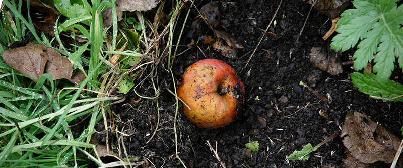 En trädgårdskompost behöver inte vara avancerad - ett foto på ett äpple liggandes i jord