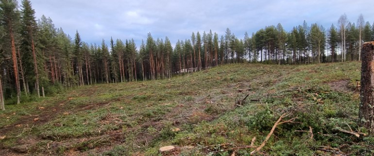 Avverkning inför byggnation av nytt verksamhetsområde