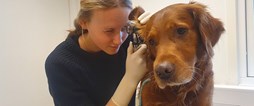 Inriktning Djur har yrkesutgångarna: Djursjukvård, Sällskapsdjur/zoohandel, Arbete med hund och Naturvetenskap
