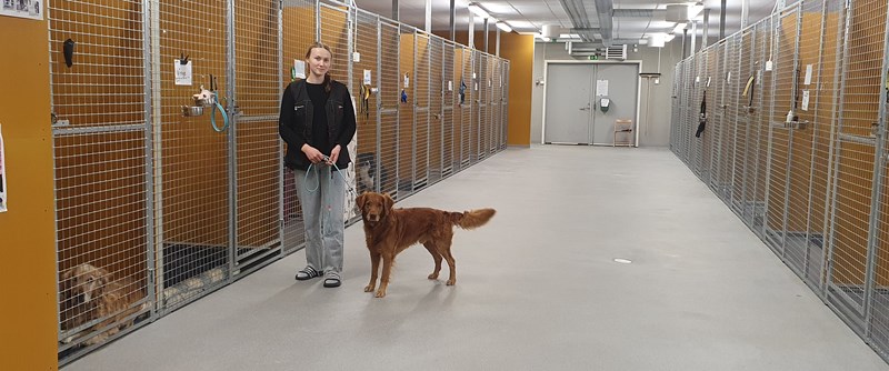 I skolans hundstall finns det plats för 20 hundar
