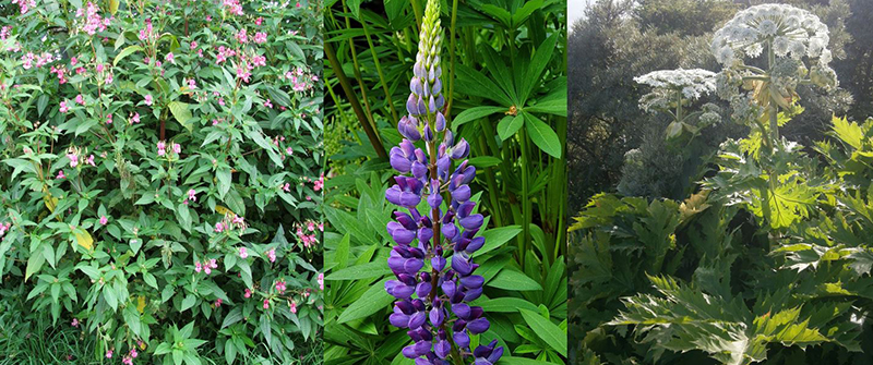 Jättebalsamin, lupin och jätteloka är exempel på invasiva arter i vår natur.