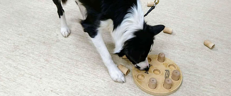 För dig med ett brinnande hundintresse finns yrkesutgång arbete med hund på Grans