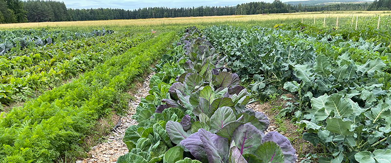 Under våren anlades ett så kallat markhotell i Öjebyn på Agro Park. Det är en, för Norrbotten, relativt ny metod att odla grönsaker och blommor i kommersiellt syfte. 