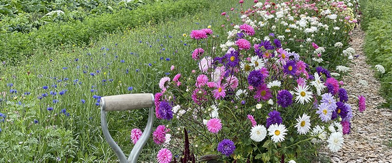 Blommor