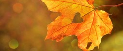 Till och med söndag 20 september kan elever i årskurs nio söka höstlovsjobb.