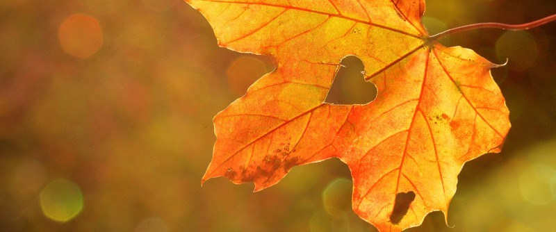 Till och med söndag 20 september kan elever i årskurs nio söka höstlovsjobb.